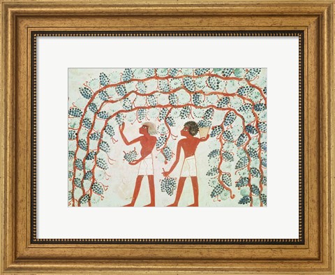 Framed Picking grapes, from the Tomb of Nakht Print