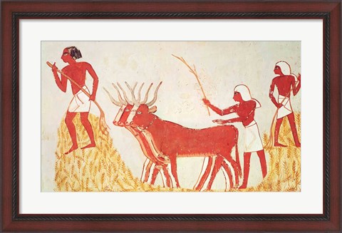 Framed Using cows to trample wheat, from the Tomb of Menna Print