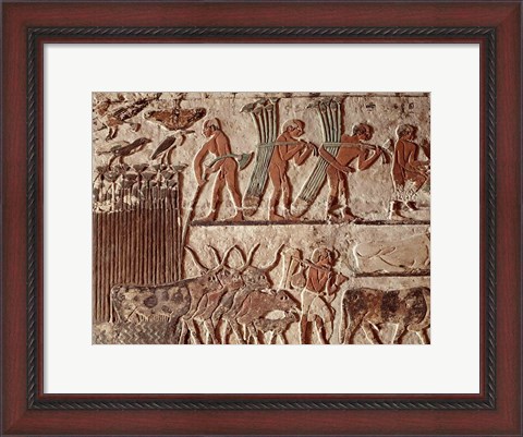 Framed Harvesting papyrus and a group of cows, Old Kingdom Print