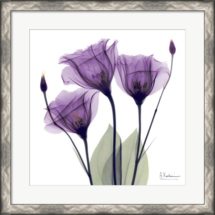 Framed X-ray Royal Purple Gentian Print