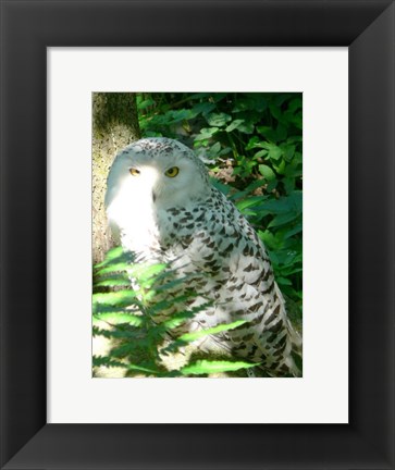 Framed Snow Owl In Woods Print