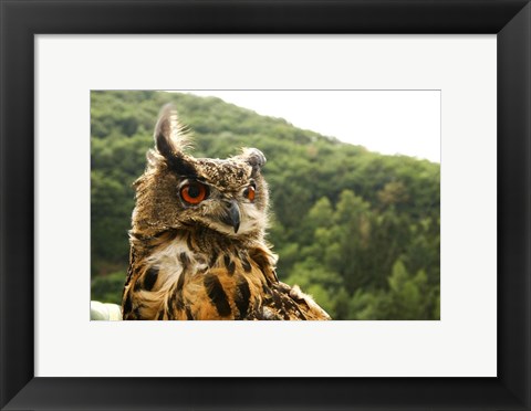 Framed Barn Owl Great Horned Owl Print