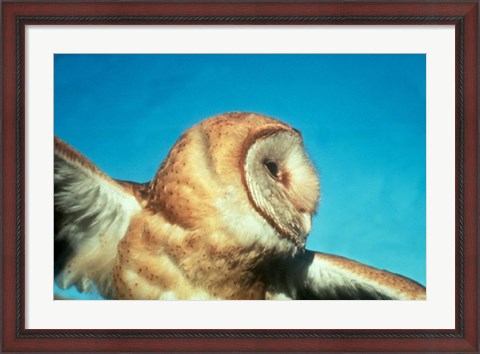 Framed Barn Owl In Flight Print