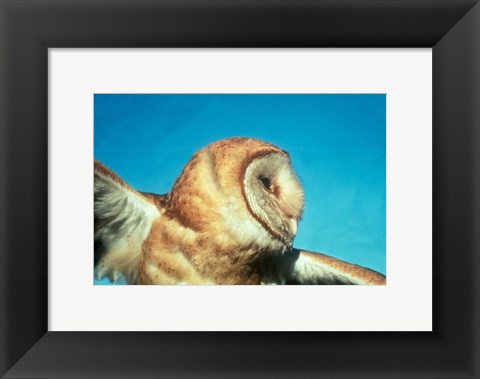 Framed Barn Owl In Flight Print