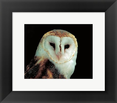 Framed Barn Owl Portrait Print