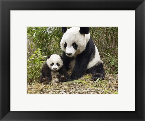 Framed Panda Mother and Cub Print