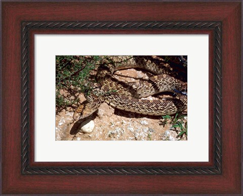 Framed Bull Snake in New Mexico Print