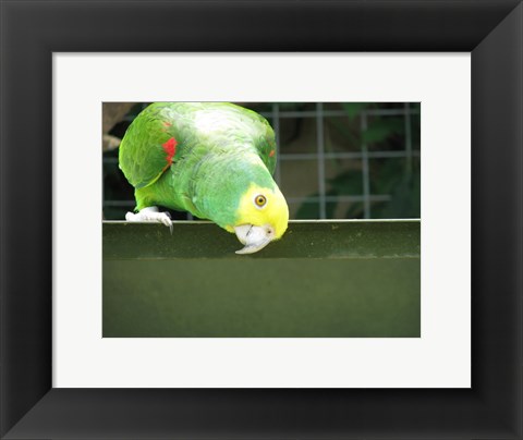 Framed Cheeky Parrot Print