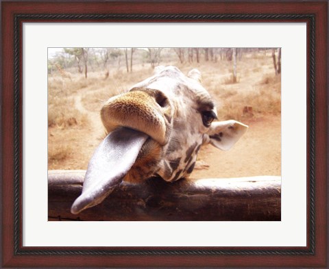 Framed Giraffe Sticking His Tongue Out Print