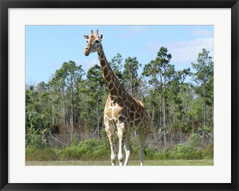 Framed Giraffe Camelopardalis Print
