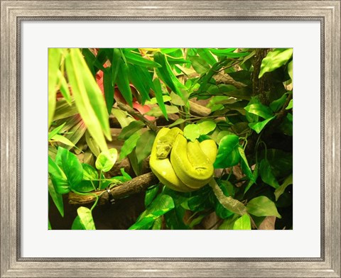 Framed Green Tree Python Snake Print