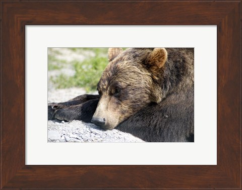 Framed Grizzly Bear Lying with His Head Down Print