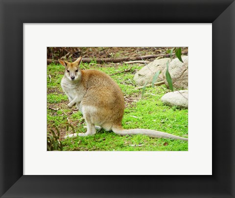 Framed Kangaroo Outdoors Print