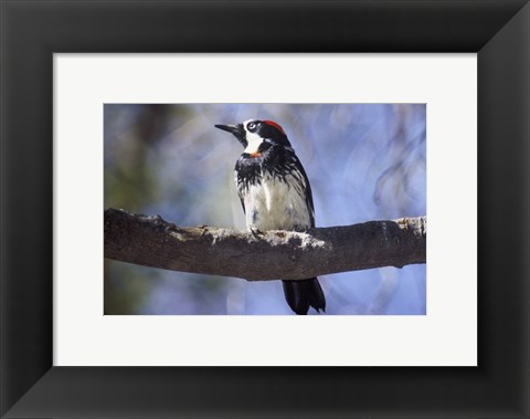 Framed Male Acorn Woodpecker Print