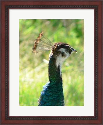 Framed Peacock Head Print