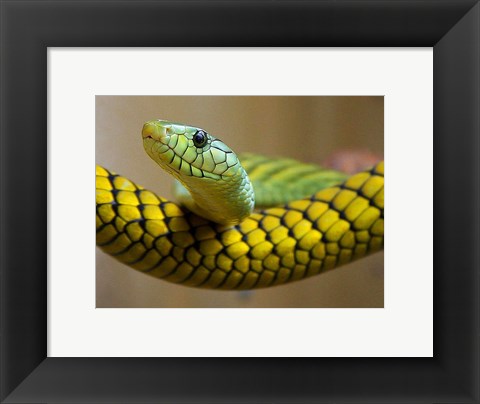 Framed Green Snake Print