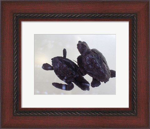 Framed Baby Sea Turtles Print