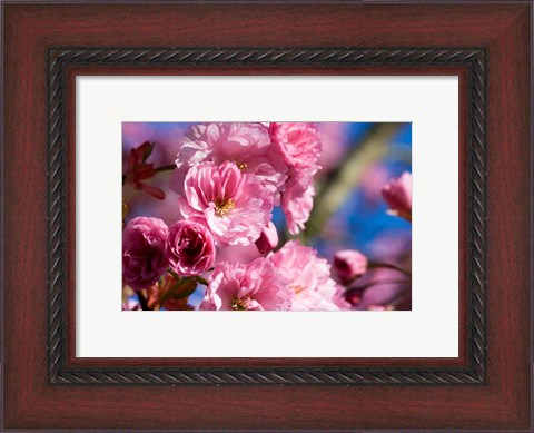 Framed Flowering Cherry Blossoms Print