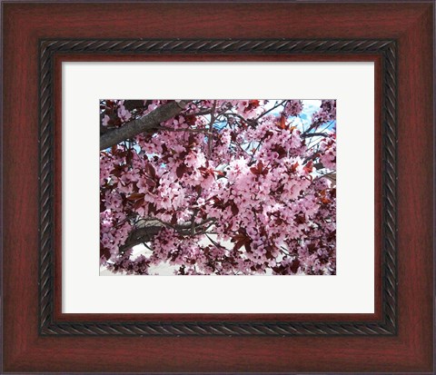 Framed Pink Cherry Blossoms Print