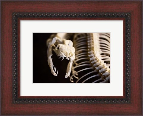 Framed Snake Skeleton Print