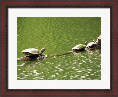 Framed Turtles Swimming Print