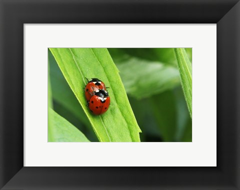 Framed Two Ladybugs Print