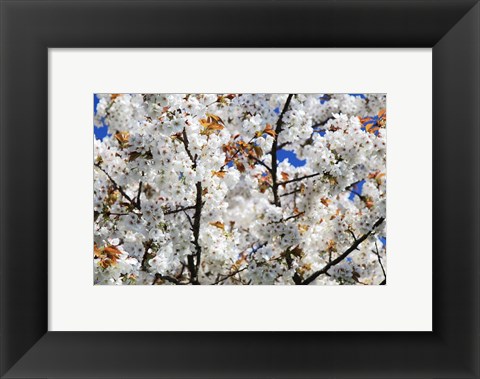 Framed White Cherry Blossom tree Print