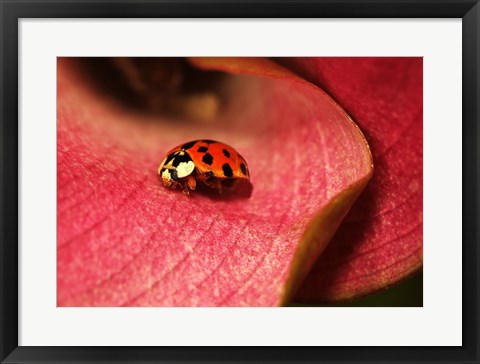 Framed Ladybug On Leaves Print