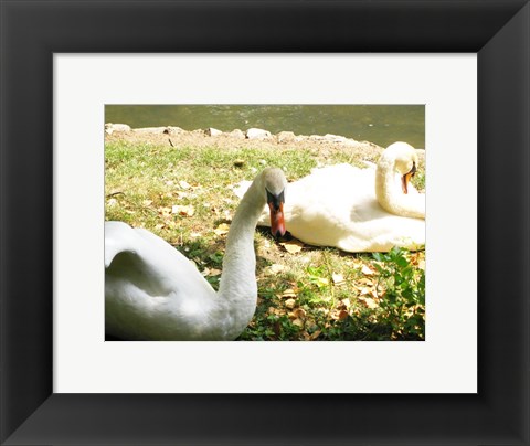Framed Swans by the Lake Print