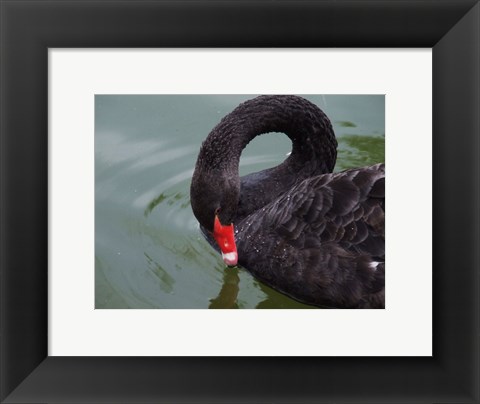 Framed Black Swan Print