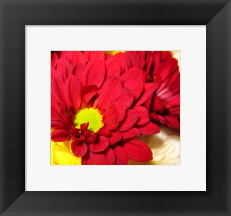 Framed Chrysanthemum Print