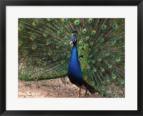 Framed Peacock Showing off Its Feathers Print