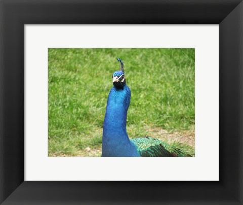 Framed Peacock Closeup of Head Print