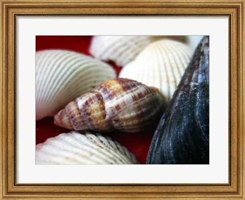 Framed Snail Shell Print