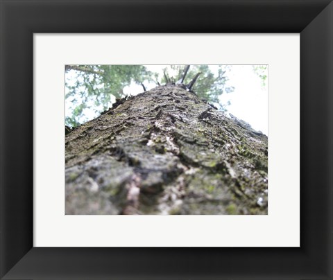 Framed Treebark Print