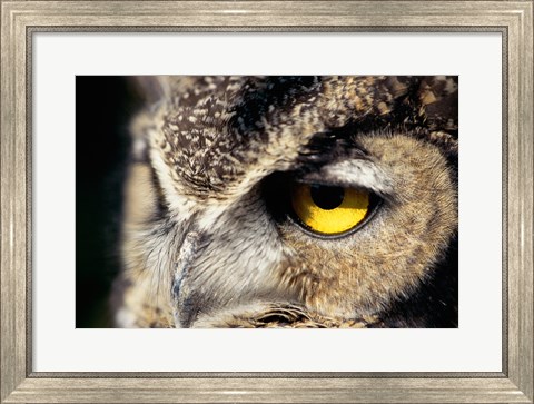 Framed Horned Owl Closeup Print
