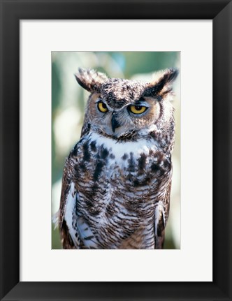 Framed Great Horned Owl Close Up Print