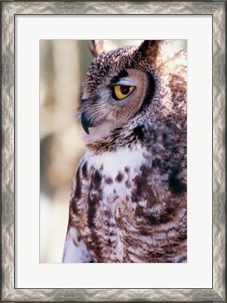 Framed Great Horned Owl Sleepy Print