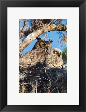 Framed Great Horned Owls Print