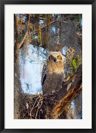 Framed Great Horned Owl Perching on Branch Print