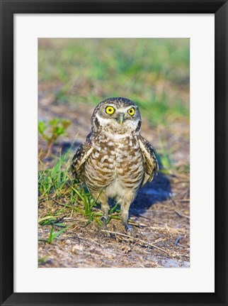 Framed Burrowing owl Print