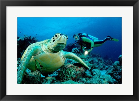 Framed Green Sea turtle - ocean Print