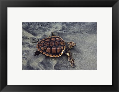 Framed Loggerhead Turtle (Yearling) Print
