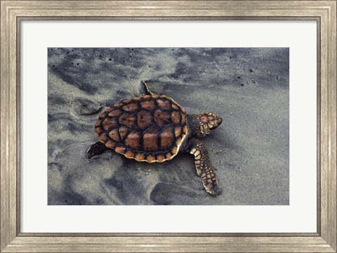 Framed Loggerhead Turtle (Yearling) Print