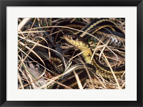 Framed Eastern Garter Snake Print