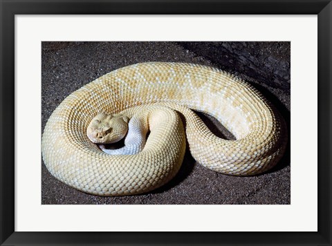 Framed Albino Rattlesnake Print