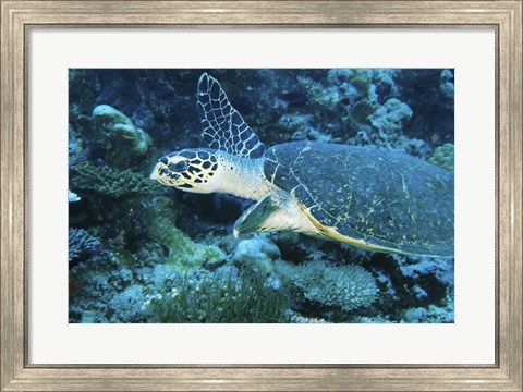 Framed Loggerhead Turtle Print