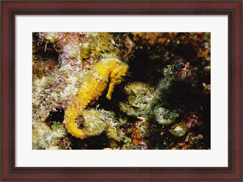 Framed Yellow Seahorse Print
