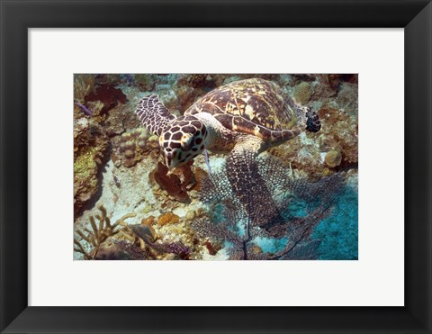 Framed Hawksbill Turtle Print
