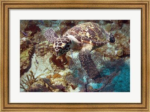 Framed Hawksbill Turtle Print
